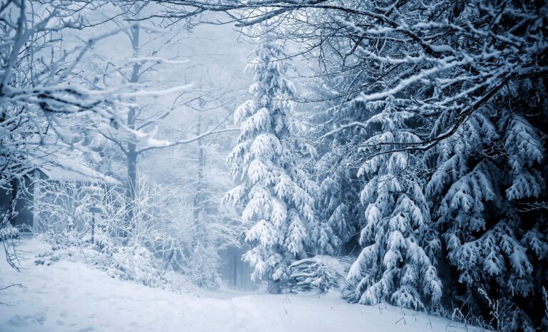 trees, forest, snow-4727156.jpg