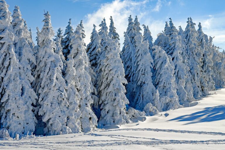 wintry, snow, firs-2993370.jpg